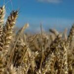 Siyez Buğdayı Hakkında Her Şey!