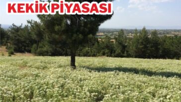 Denizli'de kekik piyasasında son durum işte detaylar