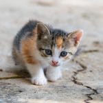 yavru kedi beslenmesi aylara gore mama ve porsiyon
