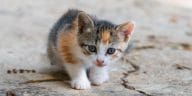 yavru kedi beslenmesi aylara gore mama ve porsiyon