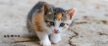 yavru kedi beslenmesi aylara gore mama ve porsiyon