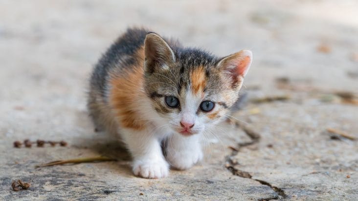 yavru kedi beslenmesi aylara gore mama ve porsiyon